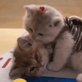 Cute cat